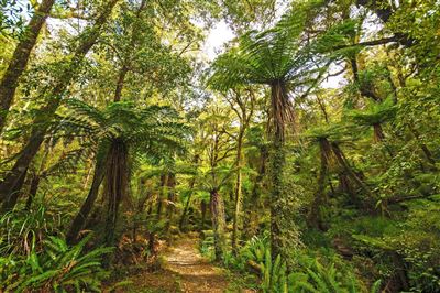 Wald im Paparoa Nationalpark